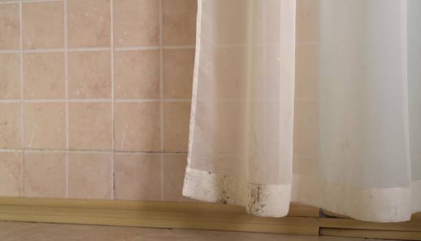 Pine, AZ Mold Removal Company
